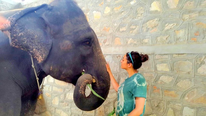 volunteer with elephants in india